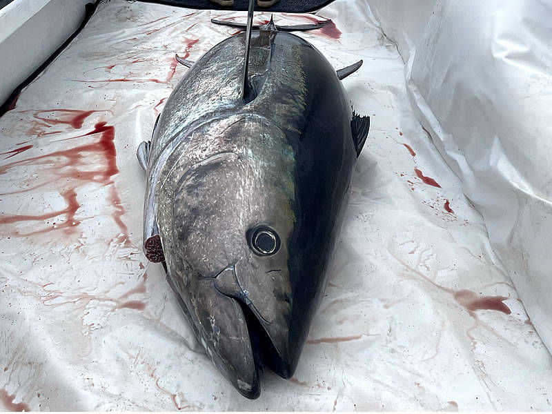 Harvester Fishing Charters - Bluefine Tuna Fishing in Rye NH