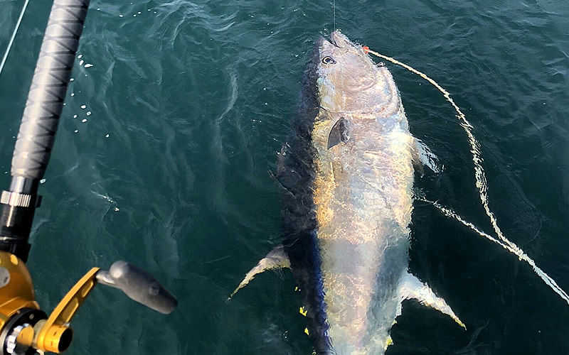 Harvester Fishing Charters LLC - Bluefin Tuna Charters in Rye New Hampshire