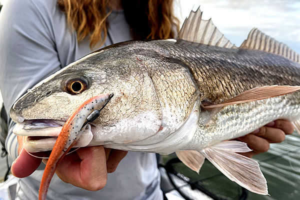 Harvester Fishing Charters - South West Florida In-shore Flats Fising Charters
