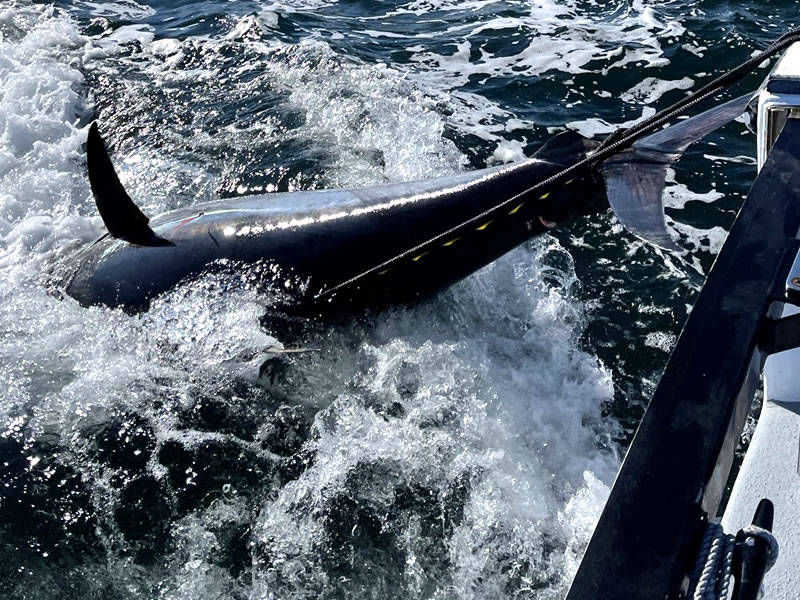 Harvester Fishing Charters - Tuna Fishing in Rye NH
