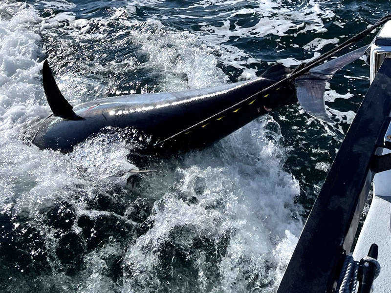 Harvester Fishing Charters - Tuna Fishing in Rye NH